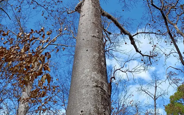 Ankarana Special Reserve, Diana Region, far northern Madagascar