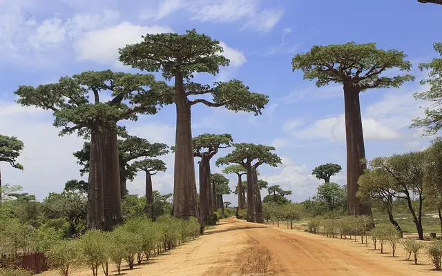 Avenue of the Baobabs, Road between Morondava and Belon'i Tsiribihina, Menabe, Madagascar
