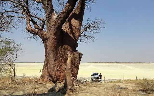 Baines' Baobabs, Kudiakam Pan, Nxai Pan National Park, Botswana