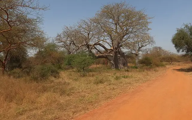 Bandia Reserve, Near Dakar, Senegal