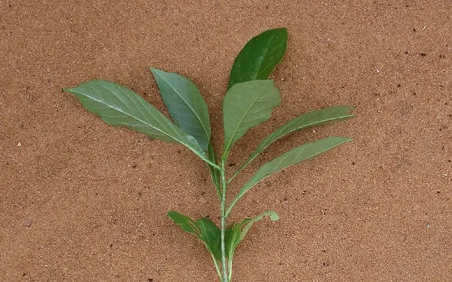 A young baobab