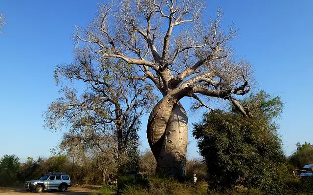 Baobabs Amoureux, Near Morondava, Menabe, Madagascar