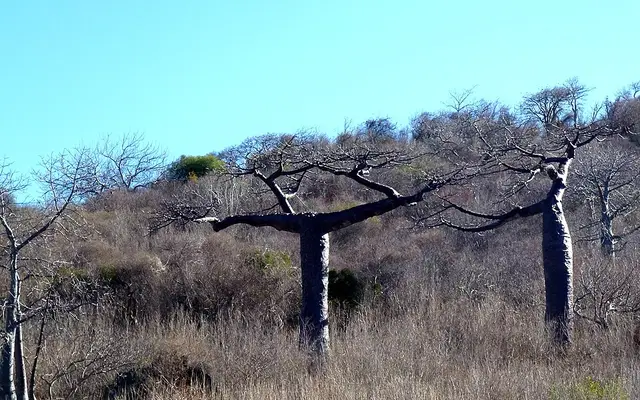 BaoBat, Around Antsiranana (Diego Suarez), northern Madagascar
