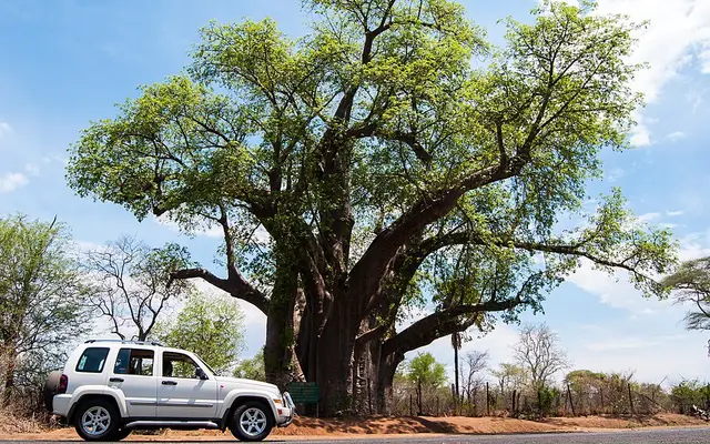 The Big Tree, Zambezi Drive, Victoria Falls, Zimbabwe