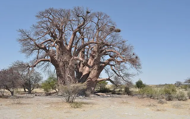 Chapman's Baobab, Ntwetwe Pan, Makgadikgadi, Botswana