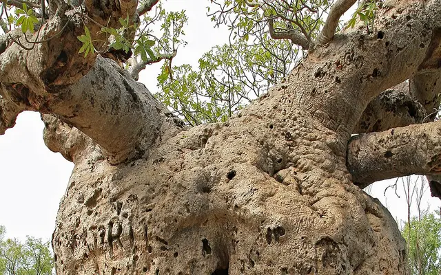 Boab Prison Tree, Derby, 6 km south of Derby, Western Australia
