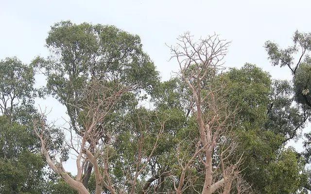 Gija Jumulu, Kings Park, Perth, Western Australia