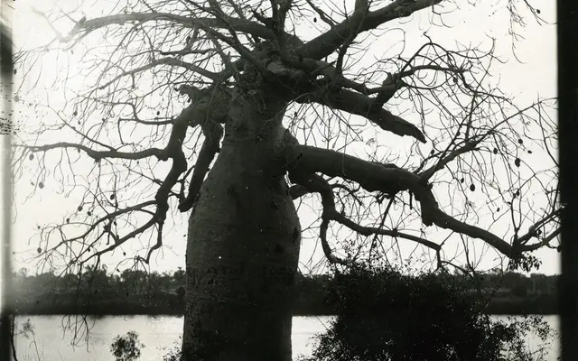Gregory's Tree, Victoria River, 15 km west of Timber Creek, Northern Territory