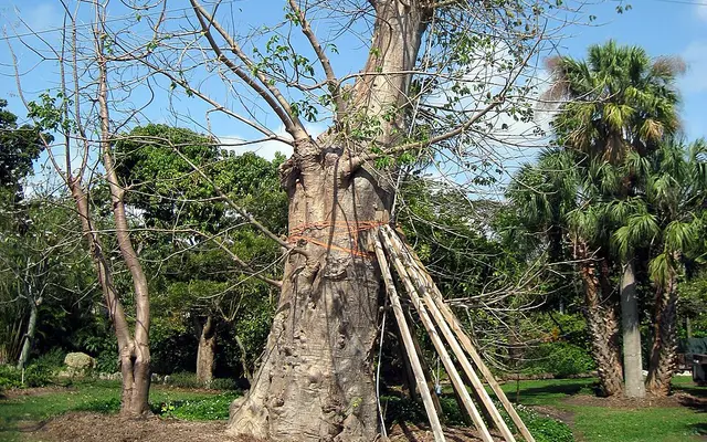 The Kampong, Coconut Grove, Miami, Florida, USA