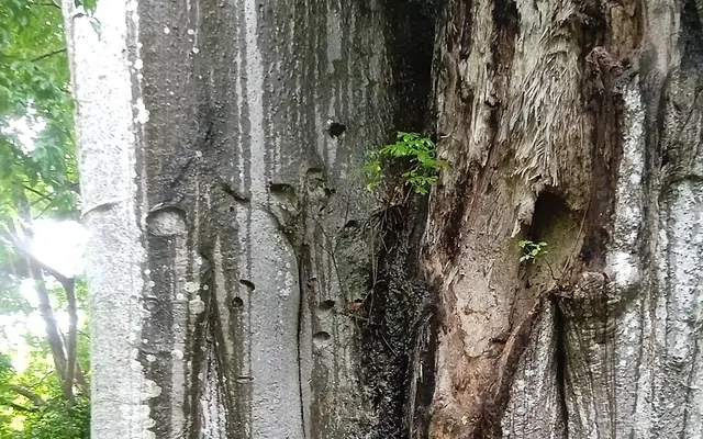 The great baobab at Mnarani, Kilifi