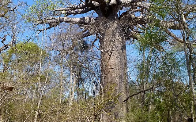 Kirindy Forest, North of Morondava, Menabe, Madagascar