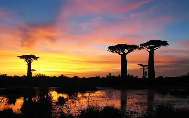 Kirindy Mitea National Park, Menabe, southwest Madagascar