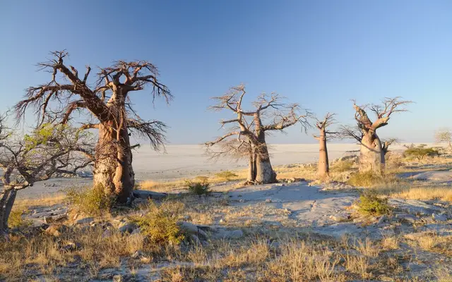 Kubu Island, Sowa Pan, Makgadikgadi, Botswana