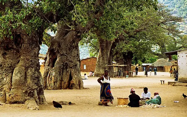 Baobab fruit of Malawi, Mwanza District, Malawi
