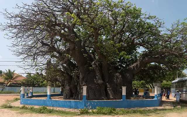 Mannar Baobab, Pallimunai, Mannar, Sri Lanka