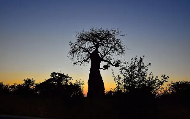 Mapungubwe National Park, Limpopo, South Africa, where it meets Botswana and Zimbabwe