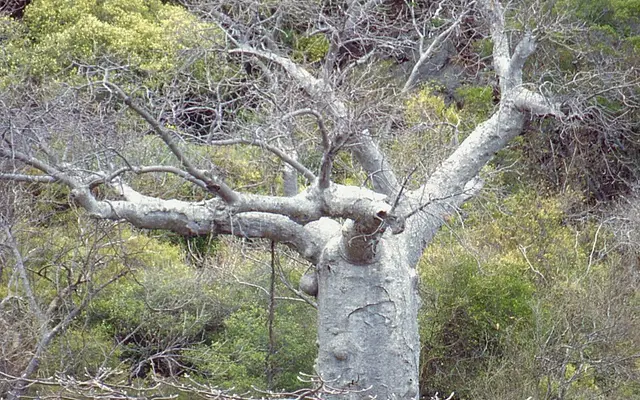 Montagne des Français, Above Antsiranana (Diego Suarez), northern Madagascar