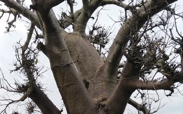 A baobab in northern Ghana