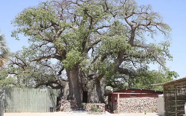 Ombalantu Baobab, Outapi, northern Namibia