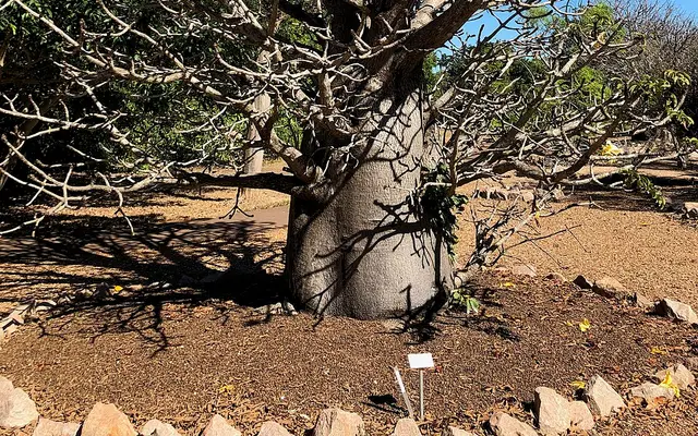 Saving Perrier's baobab, Loky-Manambato Protected Area, northern Madagascar