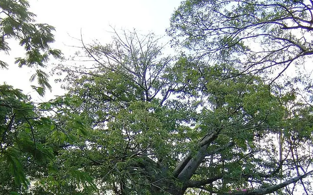 A baobab in Recife