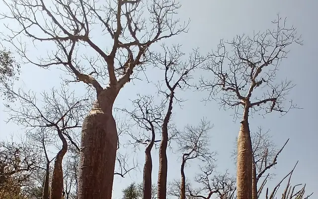 Reniala Reserve, Mangily, near Ifaty, southwest Madagascar
