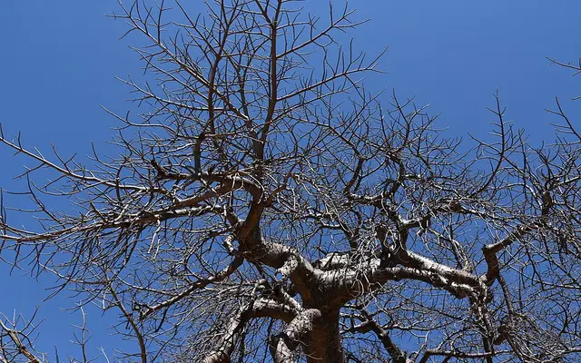 Ruaha National Park, Iringa Region, central Tanzania