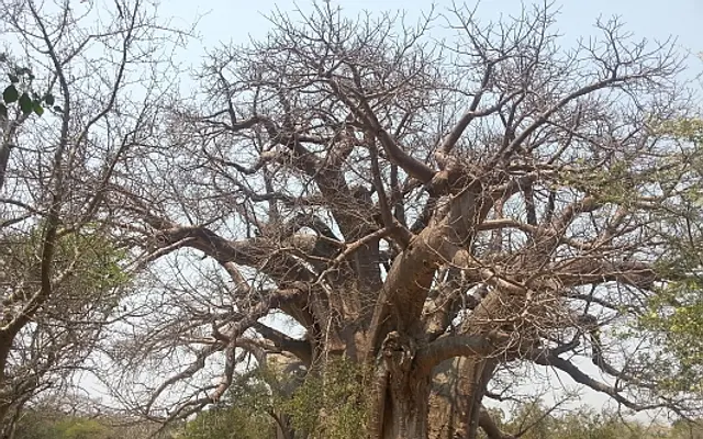 Sagole Baobab, East of Tshipise, Venda, Limpopo, South Africa