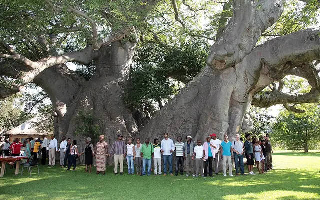 Sunland Baobab, Sunland Farm near Modjadjiskloof, Limpopo, South Africa