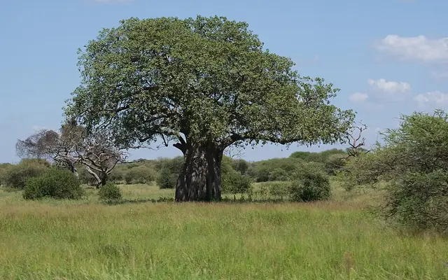 Tarangire National Park, Manyara Region, northern Tanzania