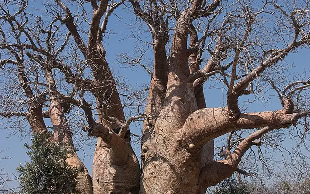 Tsimanampetsotsa National Park, Southwest Madagascar, south of Toliara