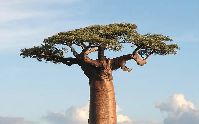 Baobab powder from Menabe, Menabe, western Madagascar