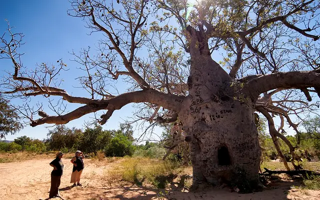 Boab Prison Tree, Wyndham, King River Road, south of Wyndham, Western Australia