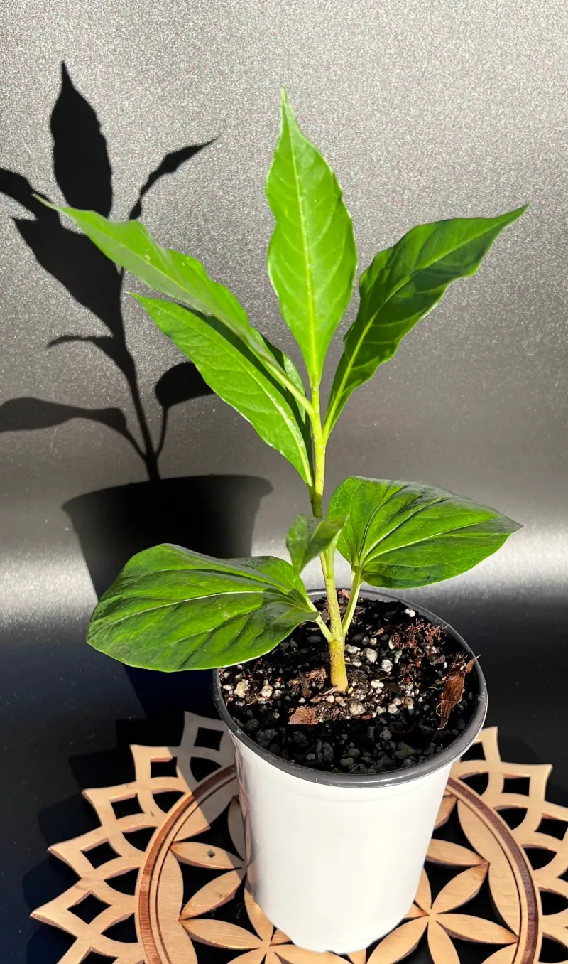 Young African baobab tree with large glossy leaves in a black nursery pot