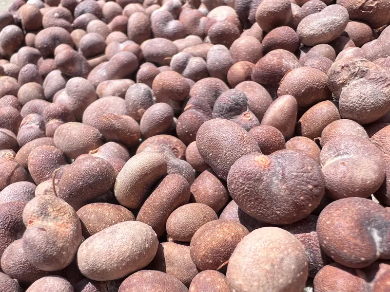 A pile of reddish-brown, kidney-shaped African baobab (Adansonia digitata) seeds