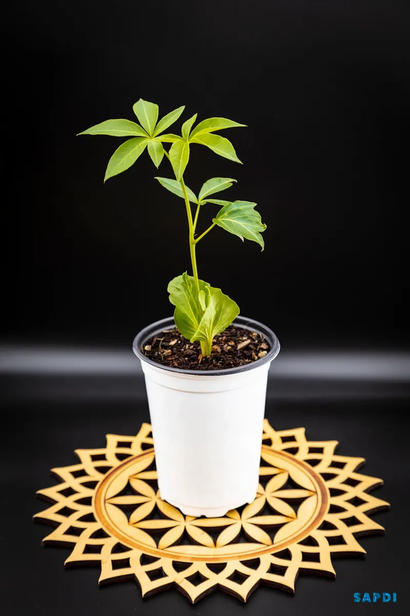Australian baobab (Adansonia gregorii) seedling in a white pot on a carved wooden stand