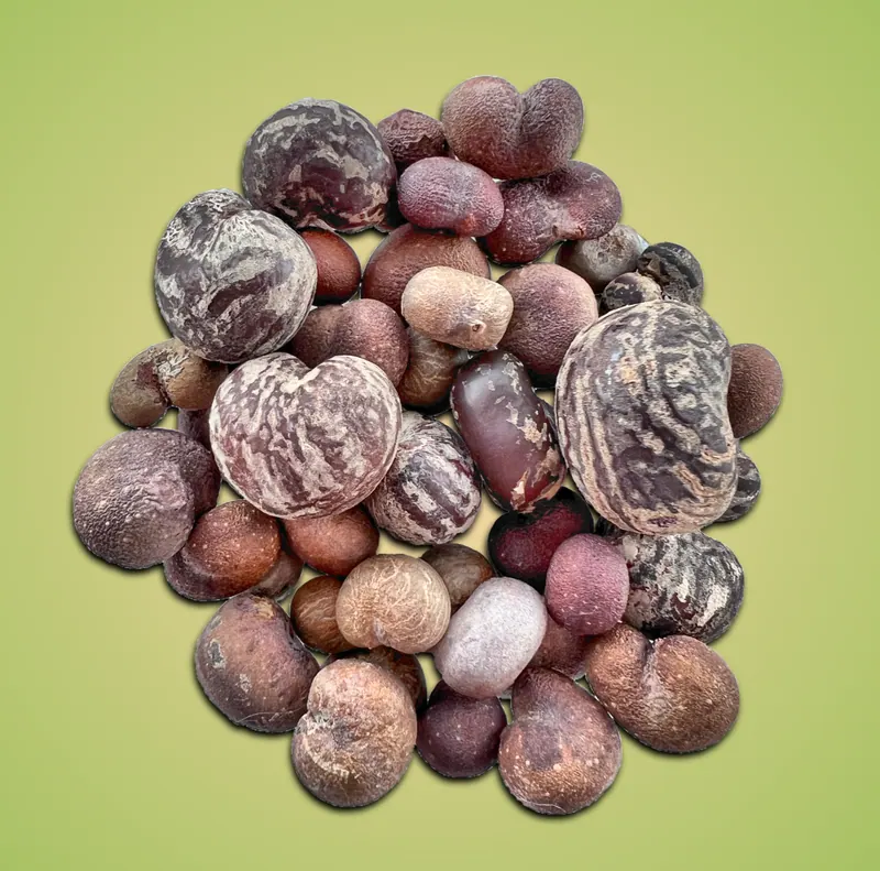 A pile of mixed baobab seeds from several species, mottled, smooth and fuzzy, in shades of brown and maroon on a soft green background