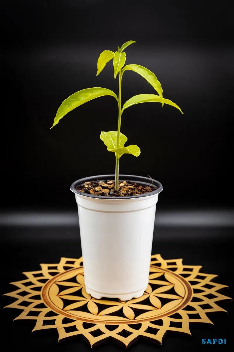 Malagasy baobab (Adansonia madagascariensis) seedling in a white pot on a carved wooden stand