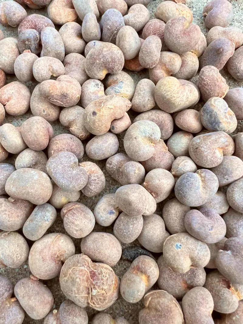 Pale grey, rounded Malagasy baobab (Adansonia madagascariensis) seeds in a pile