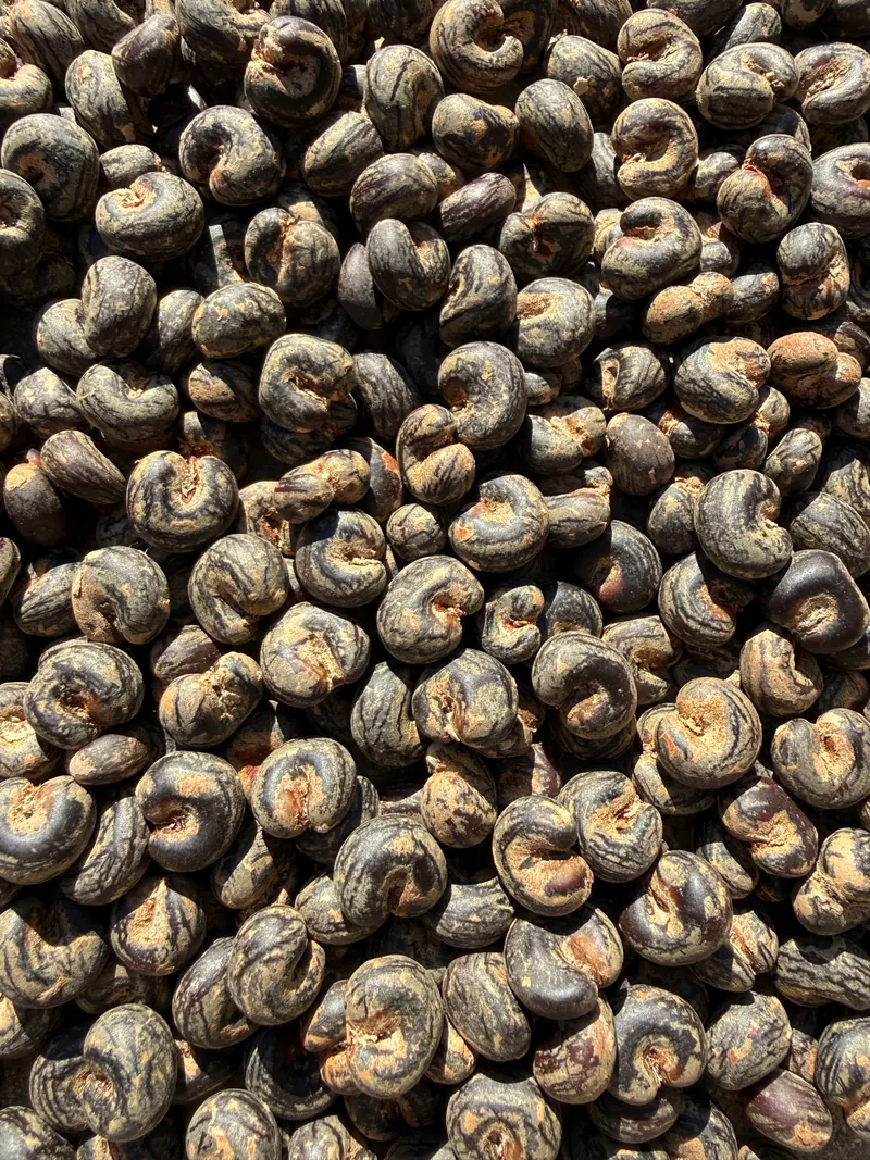 A pile of Perrier's baobab (Adansonia perrieri) seeds: dark, curled, kidney-shaped seeds with tan and black marbling