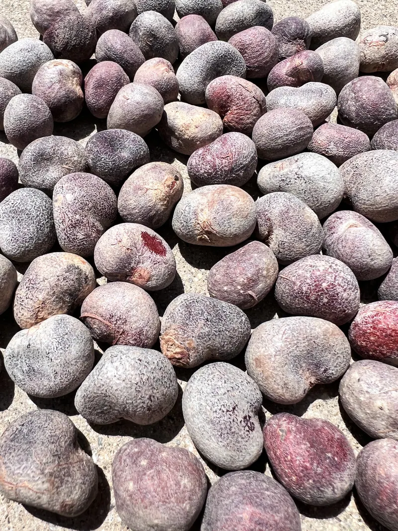 Large grey-purple Suarez baobab (Adansonia suarezensis) seeds, noticeably bigger than other baobab seeds