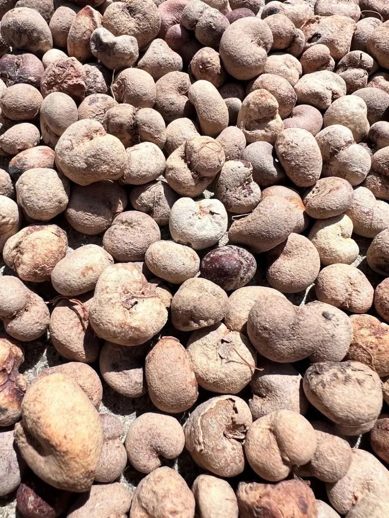 Brown, irregularly shaped Za baobab (Adansonia za) seeds with dried fruit pulp still attached