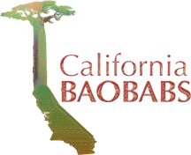California Baobabs