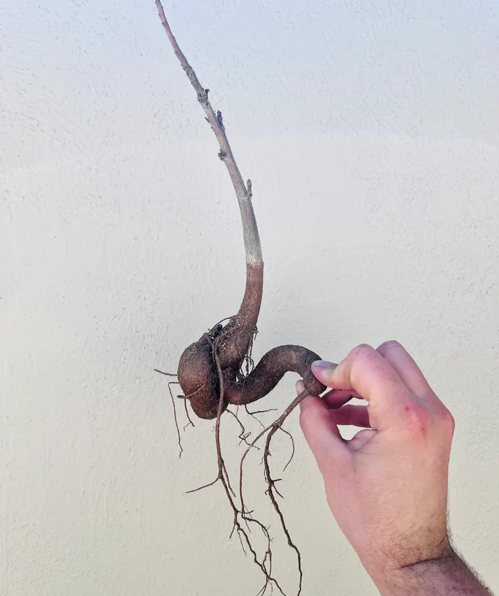 Hand holding a bare-root baobab seedling