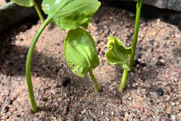 Baobab seeds sprouting in a sandy seed tray