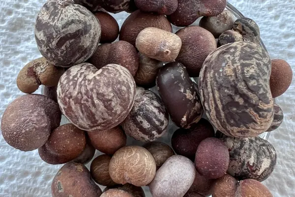 Pile of mixed baobab seeds from several species