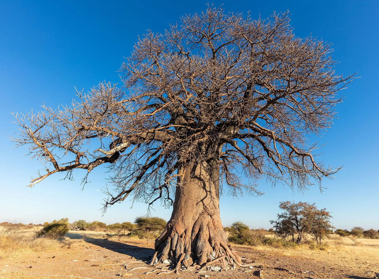 African baobab (Adansonia digitata) with a massive trunk and bare branches in an East African national park