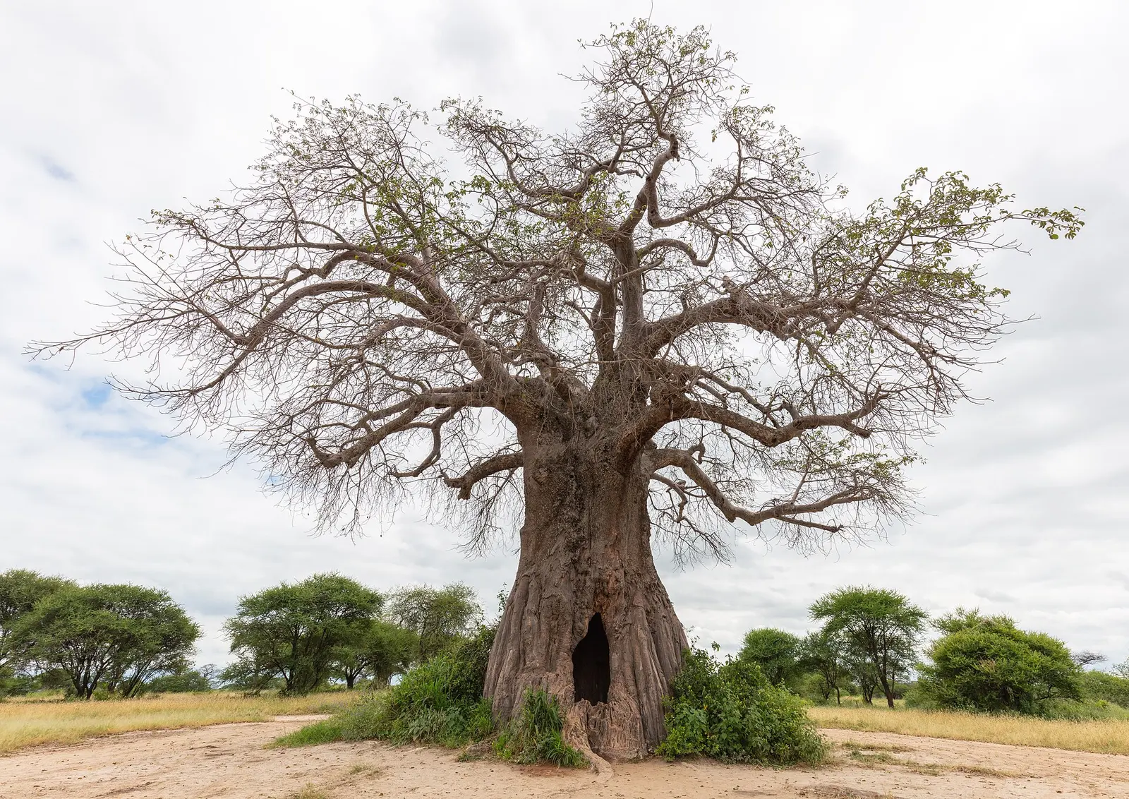 Wide African baobab tree in savanna