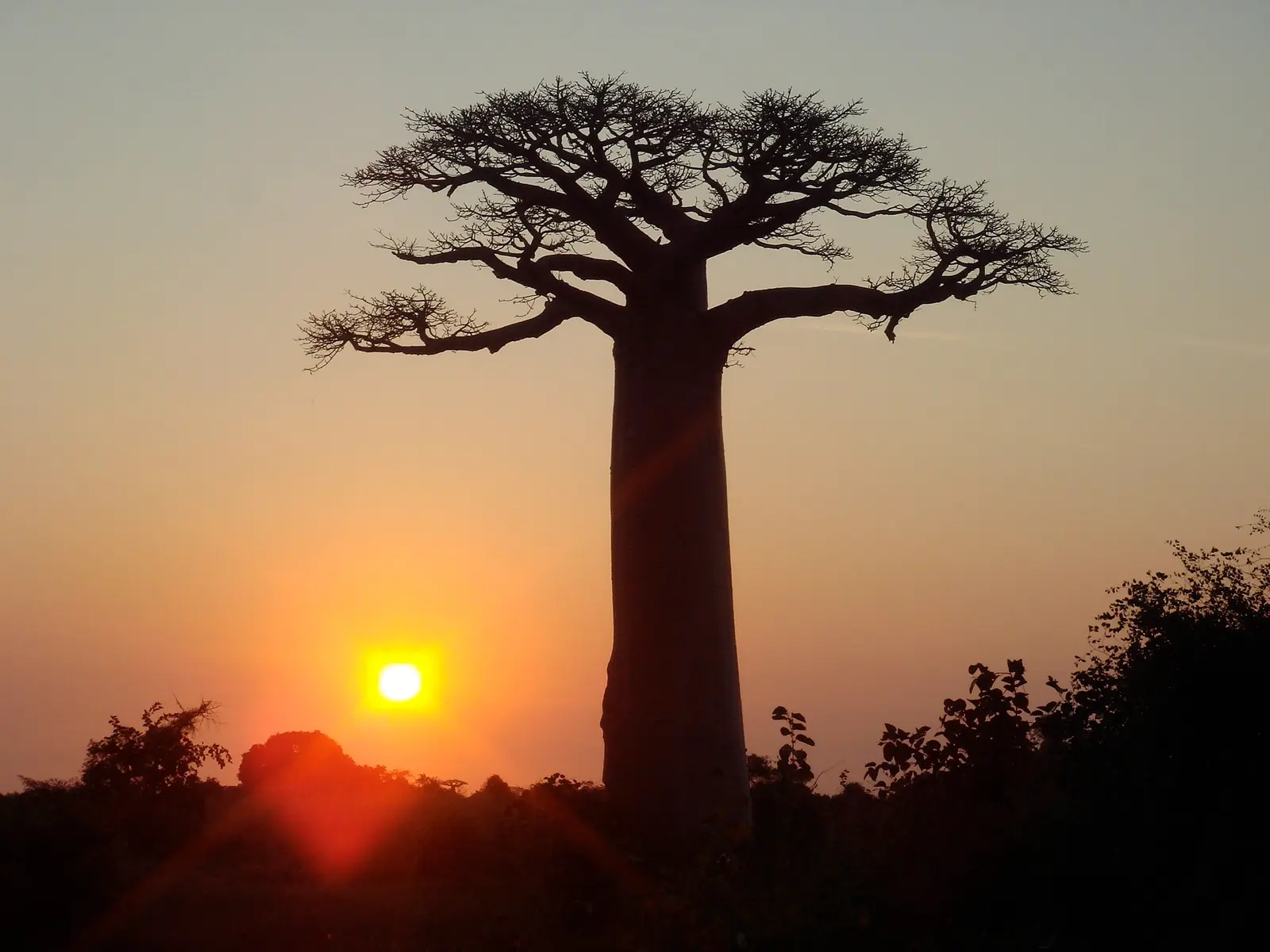 Silhouette of a Grandidier's baobab against a setting sun near Morondava, Madagascar