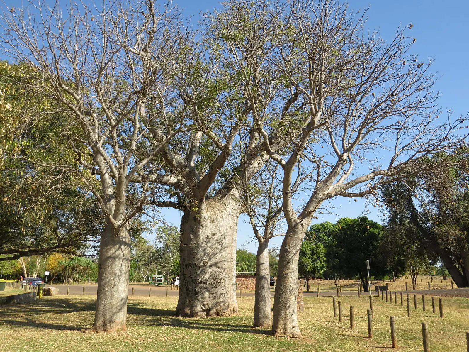 Several swollen trunks of Australian boab trees (Adansonia gregorii)